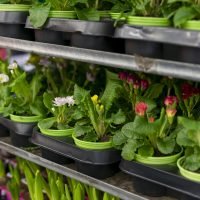 close-up-assortment-elegant-house-plants