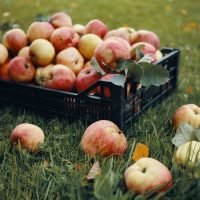 Outdoor photo of freshly picked red apples in plastic crate and some fruits scattered on green grass. Harvest time, autumn, horticulture, gardening, natural organic food and nutrition concept