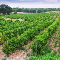 Rural  landscape with vineyards field. Languedoc-Roussillon, France