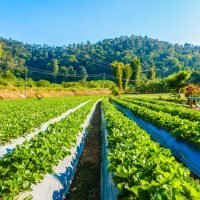 Beautiful landscape strawberry field and farm